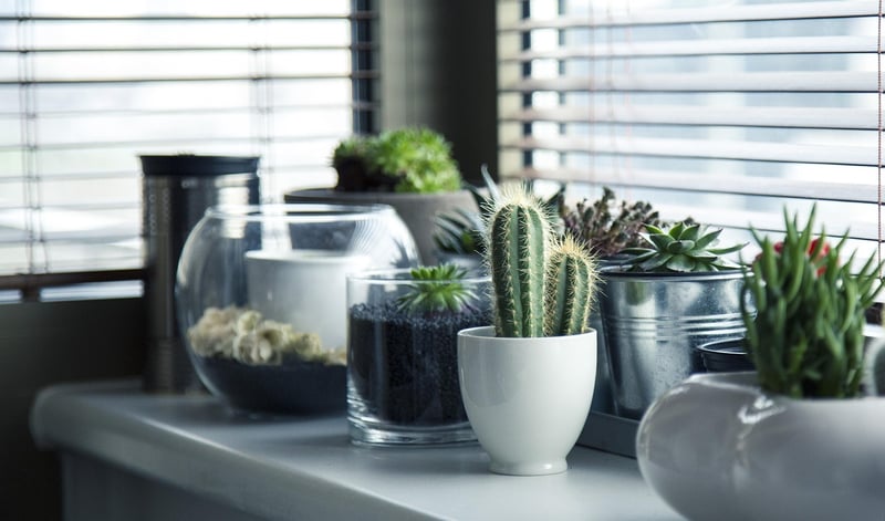 Indoor Gardening Hacks