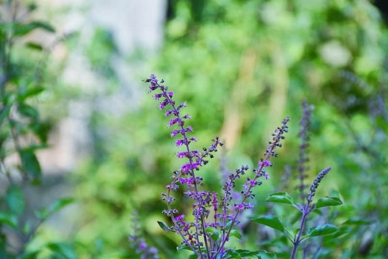 Basil in Vertical Garden