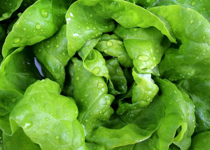 Lettuce in Vertical Garden