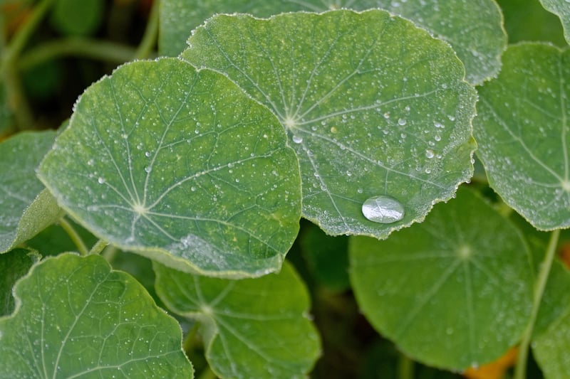 Nasturtiums in Vertical Garden
