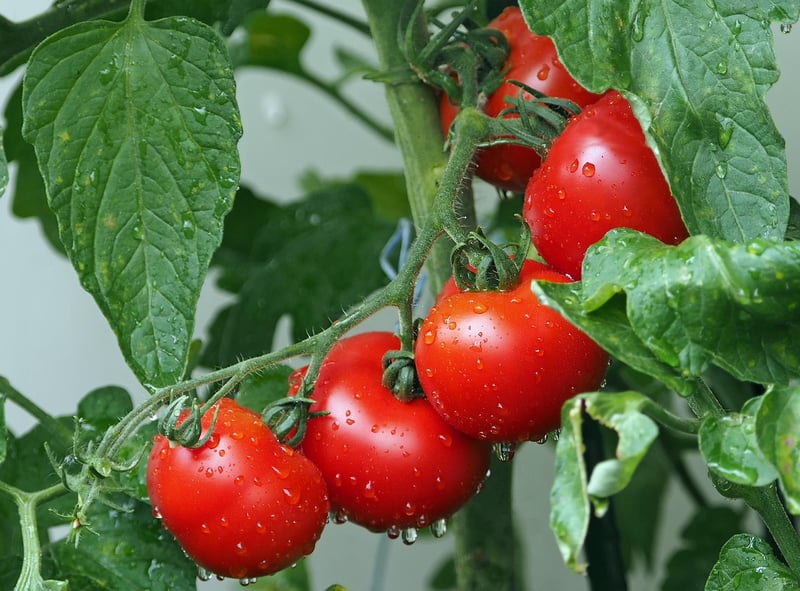 Cherry Tomatoes in Vertical Garden